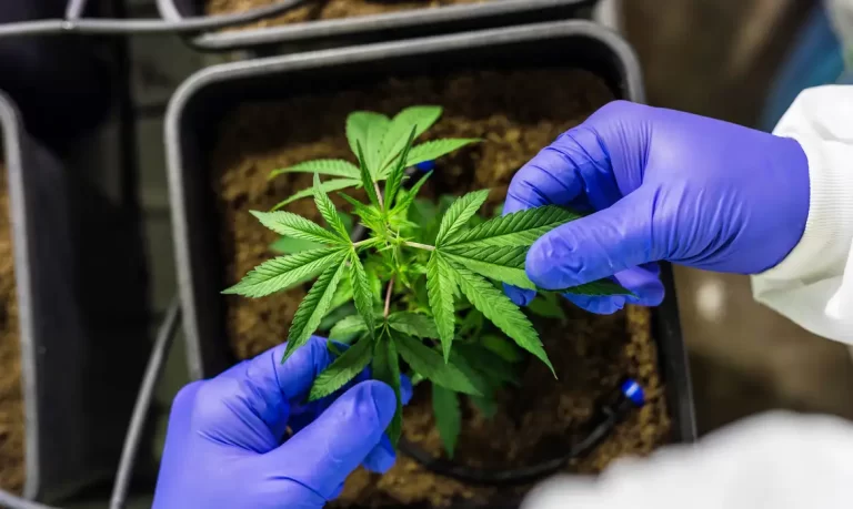 Anvisa deve votar a regulação da produção da cannabis medicinal nesta quarta-feira (28)