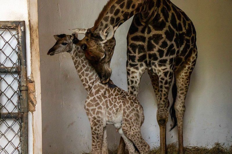Bebê girafa, tigres e raposas: Zoo São Paulo fecha o ano com 430 novos animais