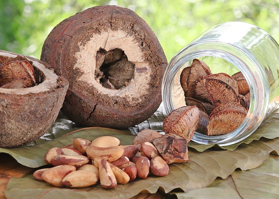 Farinha à base de castanha-do-brasil apresenta teor de proteína 60% superior à de trigo