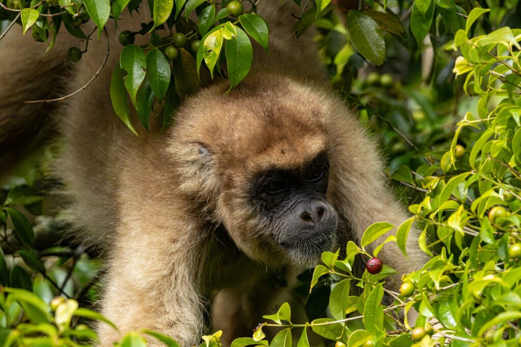 Na Serra do Mar, restauração florestal impulsiona a volta da fauna ameaçada e fortalece comunidade