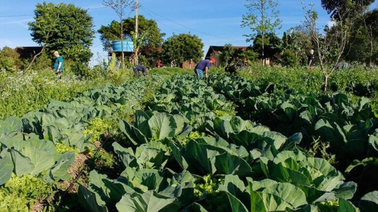 Agricultores familiares de Santa Catarina contrataram R$ 16 bilhões em crédito rural nas últimas três safras