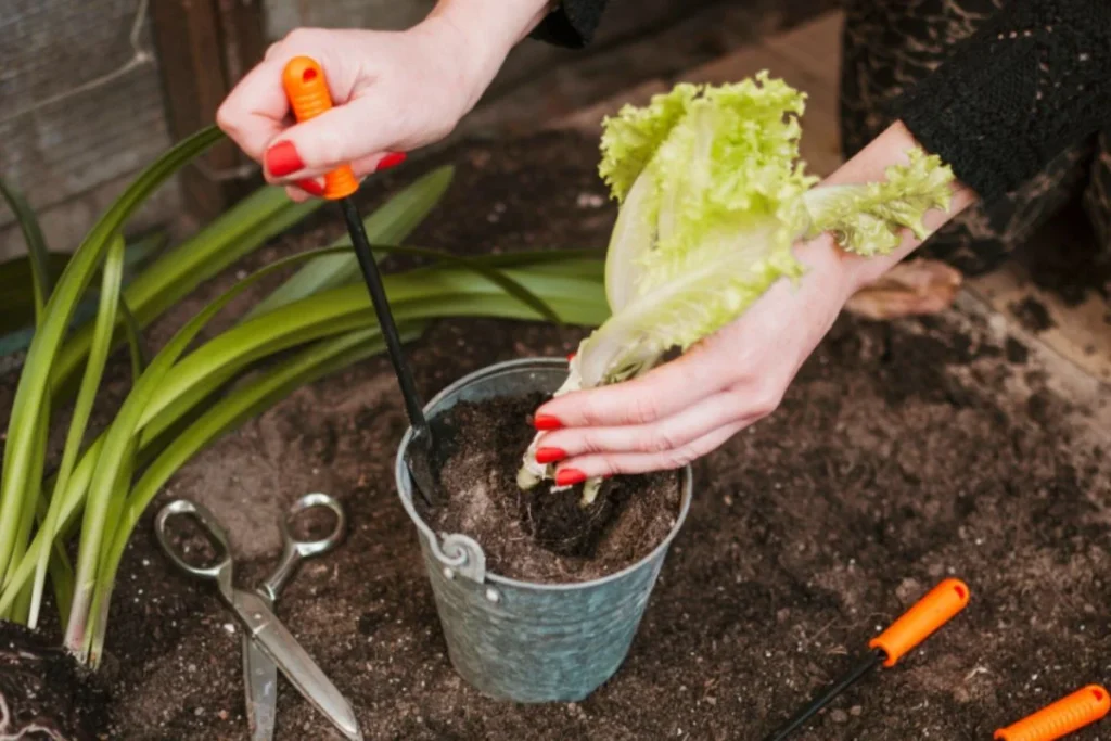Cuidados Essenciais para a Horta no Outono: Dicas para um Cultivo Saudável