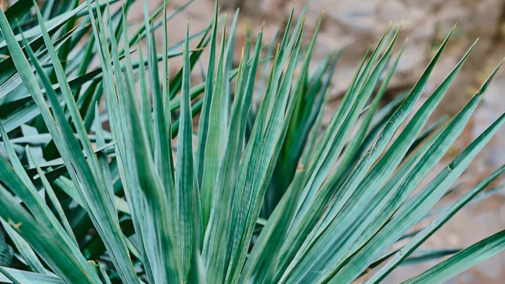 Planta do semiárido é alternativa ao uso de plástico pela indústria nacional